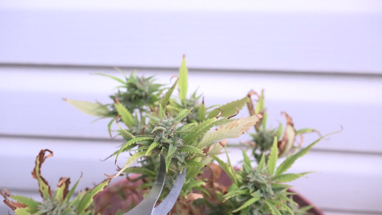 Close cannabis buds and leaves beside a gray tool against pale siding.