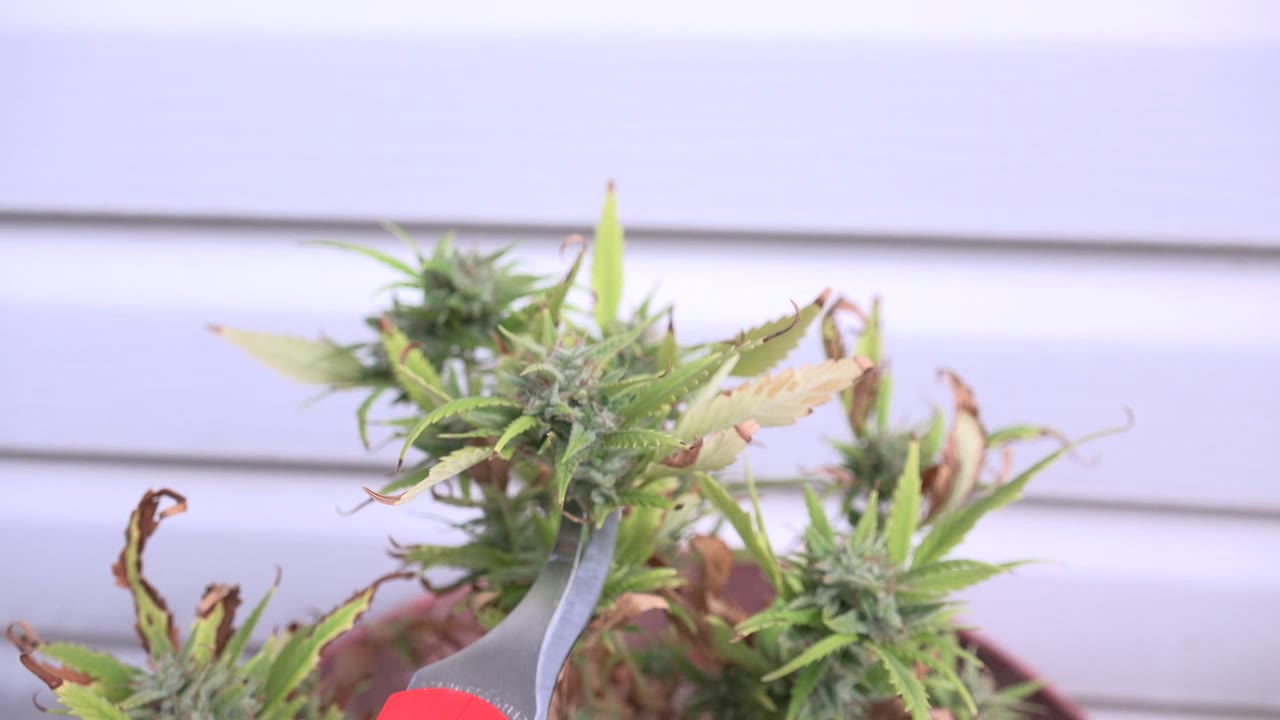 Cannabis buds and leaves fill the frame in Westminster, Colorado, with a red handle peeking in at the bottom and no visible people.