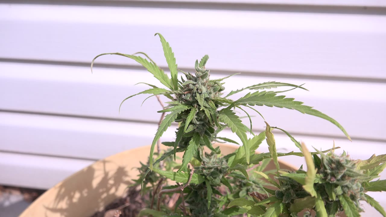 At 0:01, the plant's upper leaves sit slightly higher in the frame, with a clay-colored pot edge and pale siding visible in Westminster, Colorado, and no visible people.