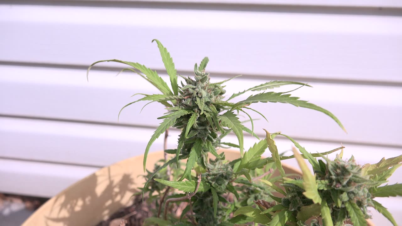 The Westminster home-movie frame holds on the same green plant, with leaves spreading across the white tile or siding and no visible people.