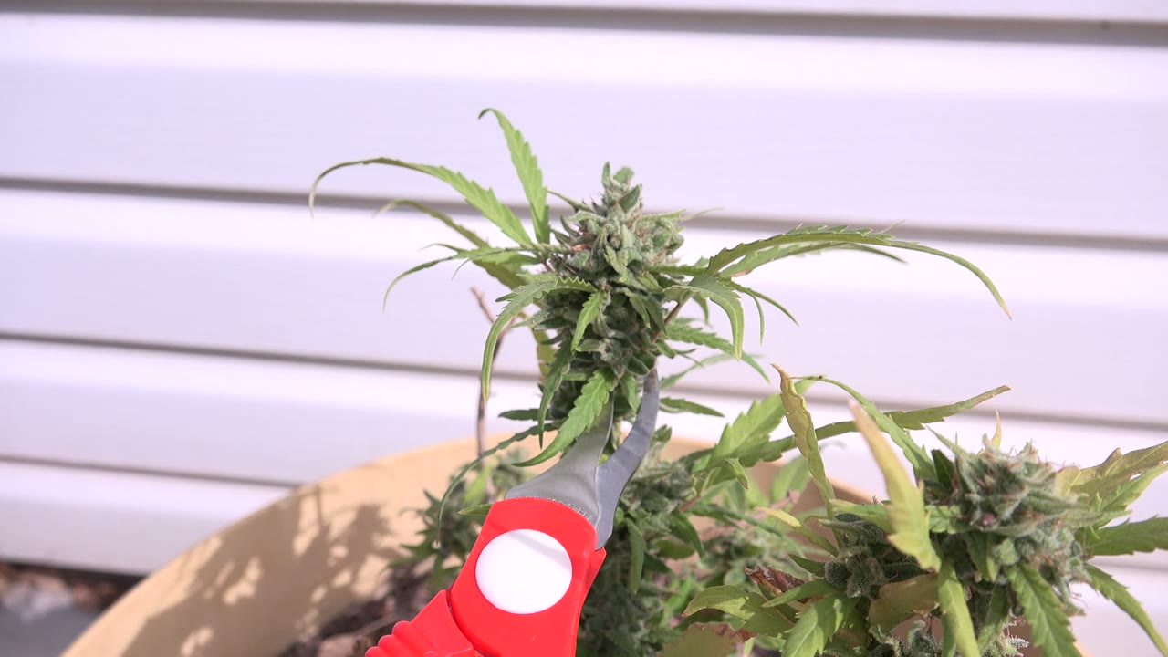 Close view of red-handled pruning scissors held near green buds and leaves in Westminster, Colorado, with pale horizontal siding behind the planter and no visible people.