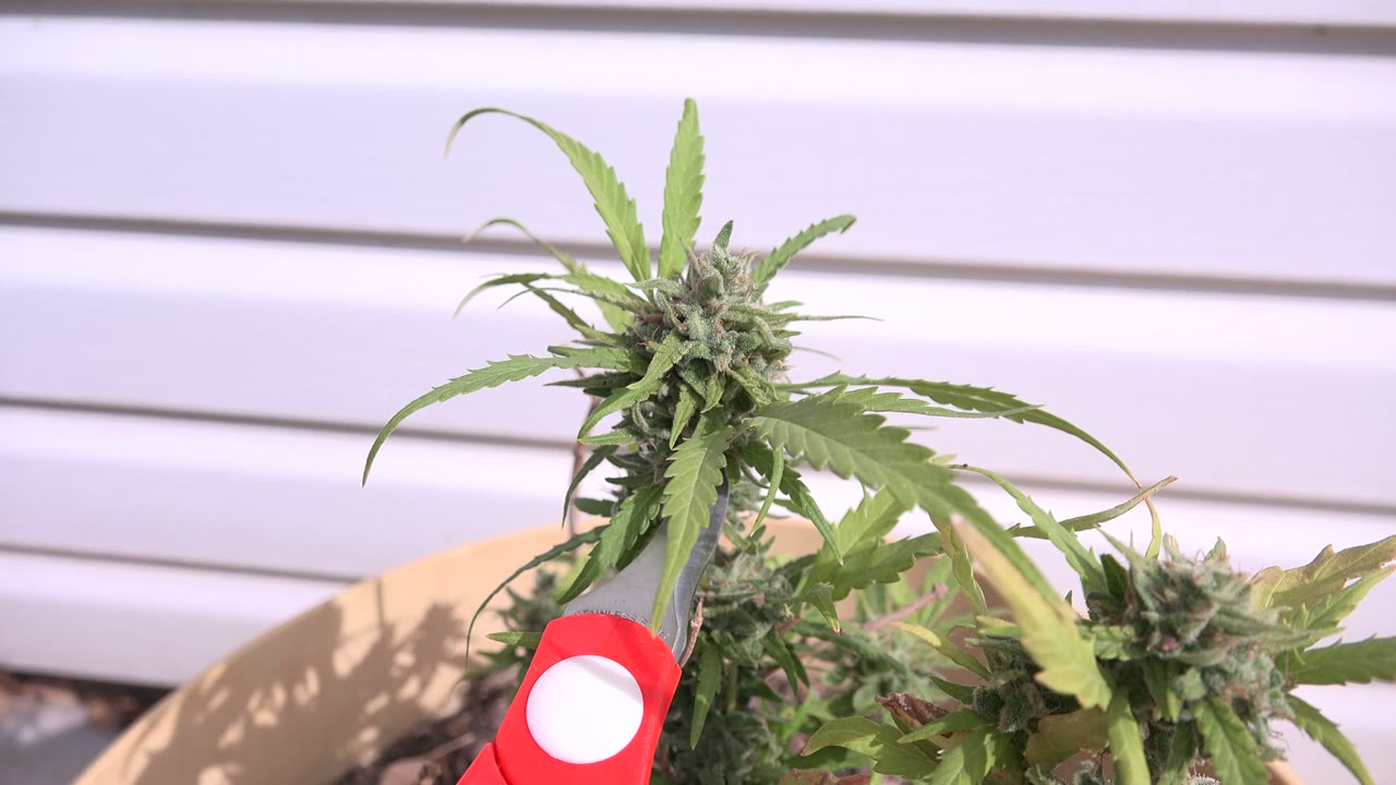 Red and gray scissors near a tall green bud and surrounding leaves.