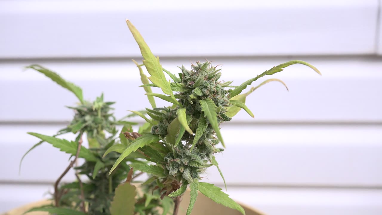 Close-up of a green flowering plant against a white wall.