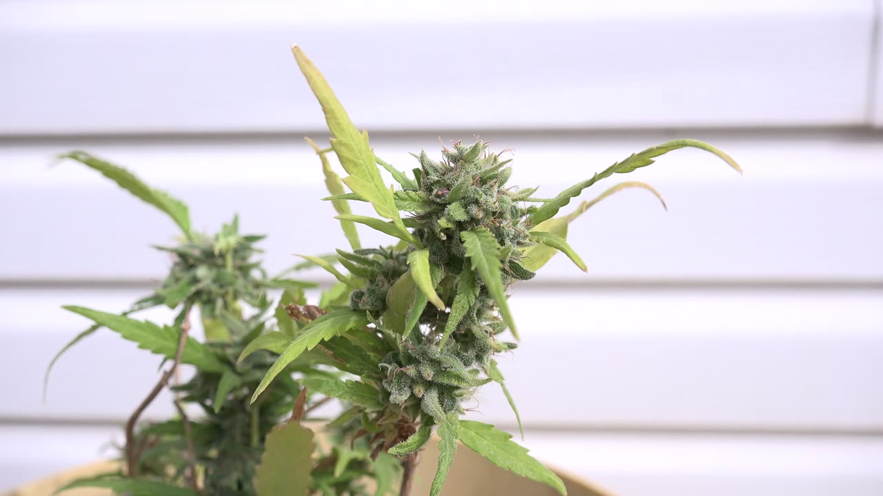 At 0:01, the central bud cluster and long green leaves remain prominent against white siding-like horizontal lines in Westminster, Colorado, with no visible people.