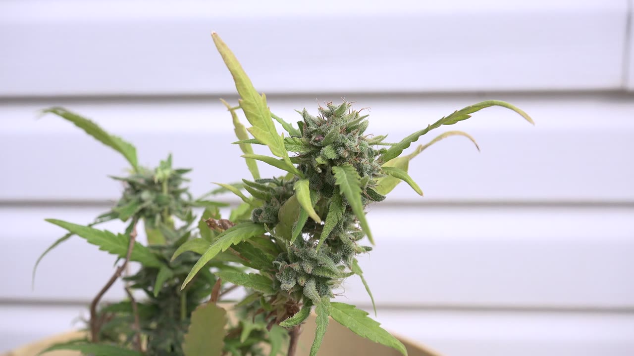 Close cannabis flower and leaves in front of a pale indoor background.