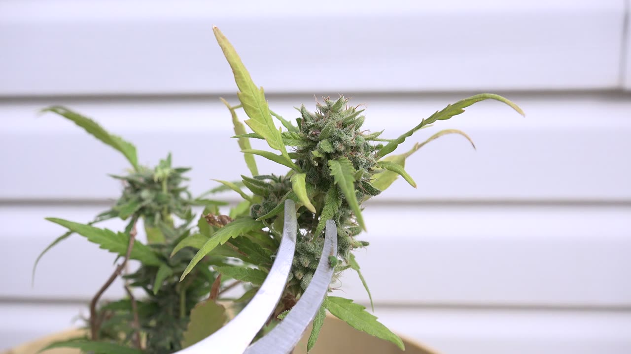 Curved metal shears enter the close-up beside a cannabis flower in Westminster, Colorado, with green leaves around the bud and no visible people.