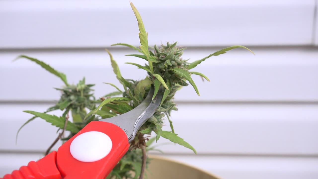 Red trimming shears near a cannabis bud against white blinds.