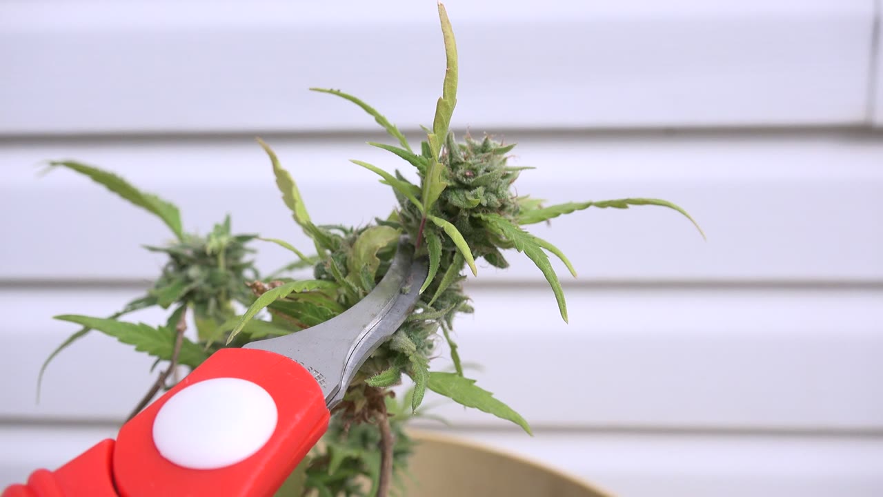 At 0:01 in Westminster, Colorado, the metal tip of red trimming shears rests against a cannabis bud, with narrow leaves and white blinds visible and no visible people.
