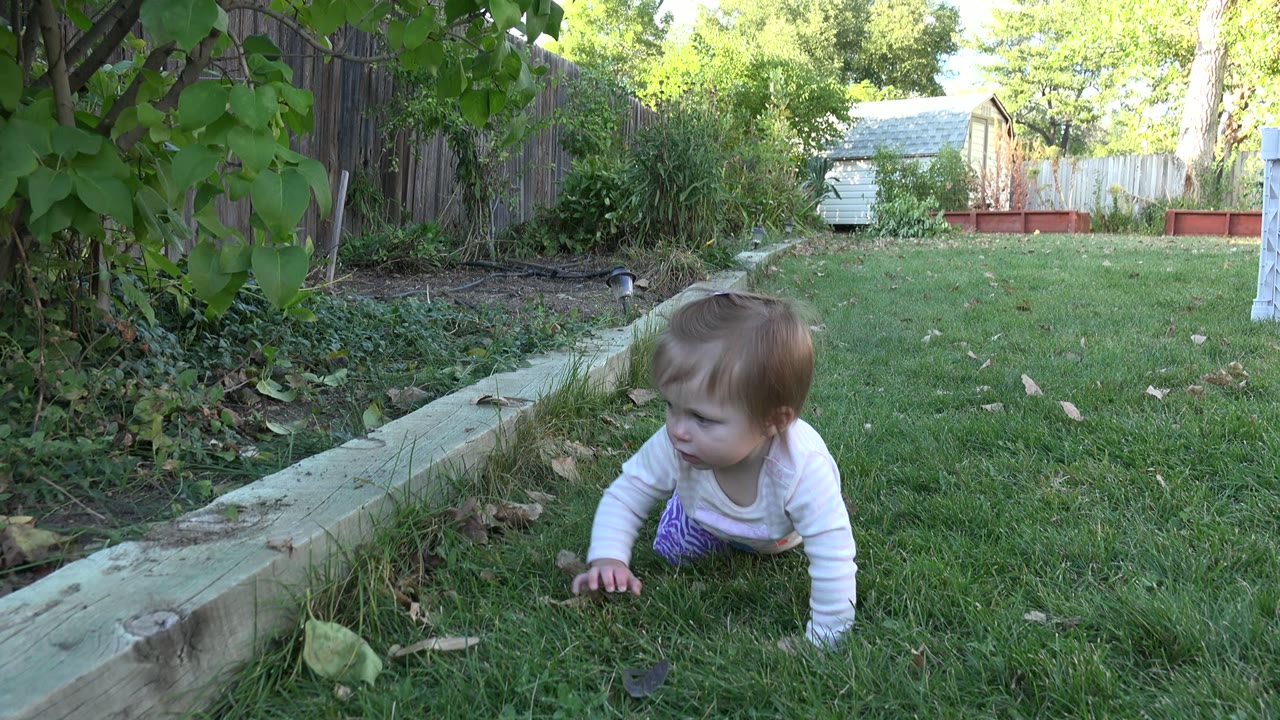 The baby continues crawling near the raised timber edging in the Westminster backyard, with green lawn and planted beds in the background.