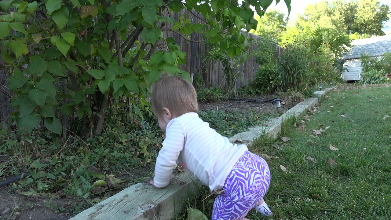 The baby kneels closer to the raised wood border in the Westminster, Colorado yard, facing green foliage beside a narrow strip of grass.