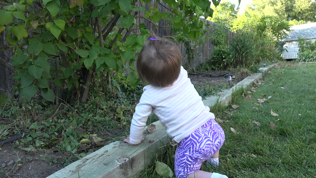 The baby leans forward with one hand on the timber border while facing the leafy garden bed in the Westminster, Colorado yard.