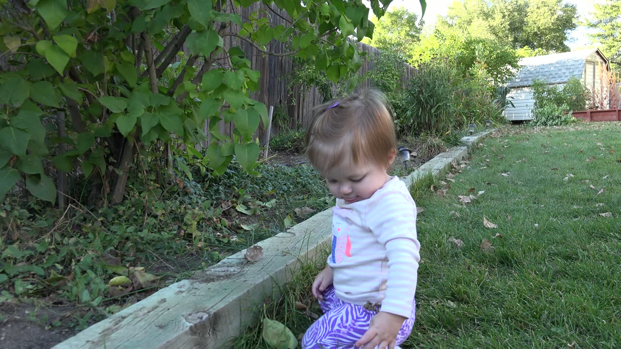 A toddler sits low on the grass beside a timber garden border in Westminster, Colorado, with bushes and a fence behind her.