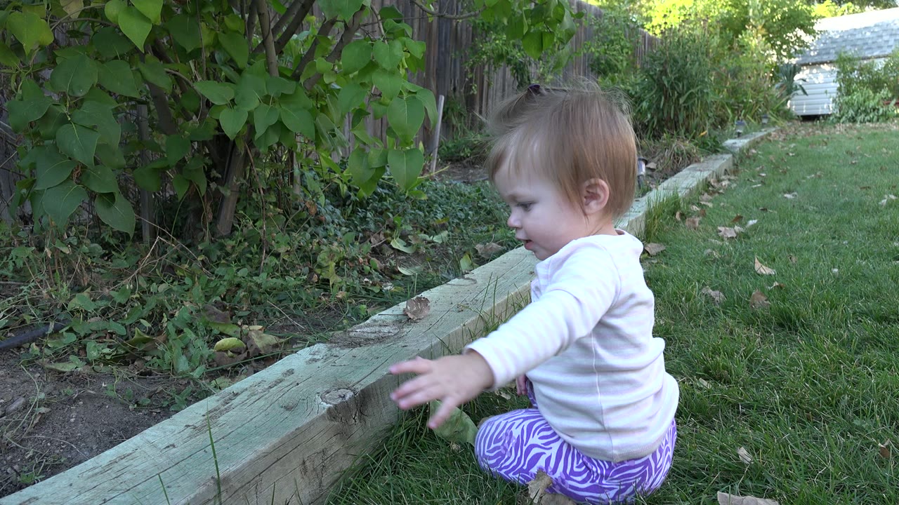 A baby in Westminster, Colorado crouches in profile beside the timber garden edge, reaching down toward the grass and leaves with vines and yard fencing in the background.