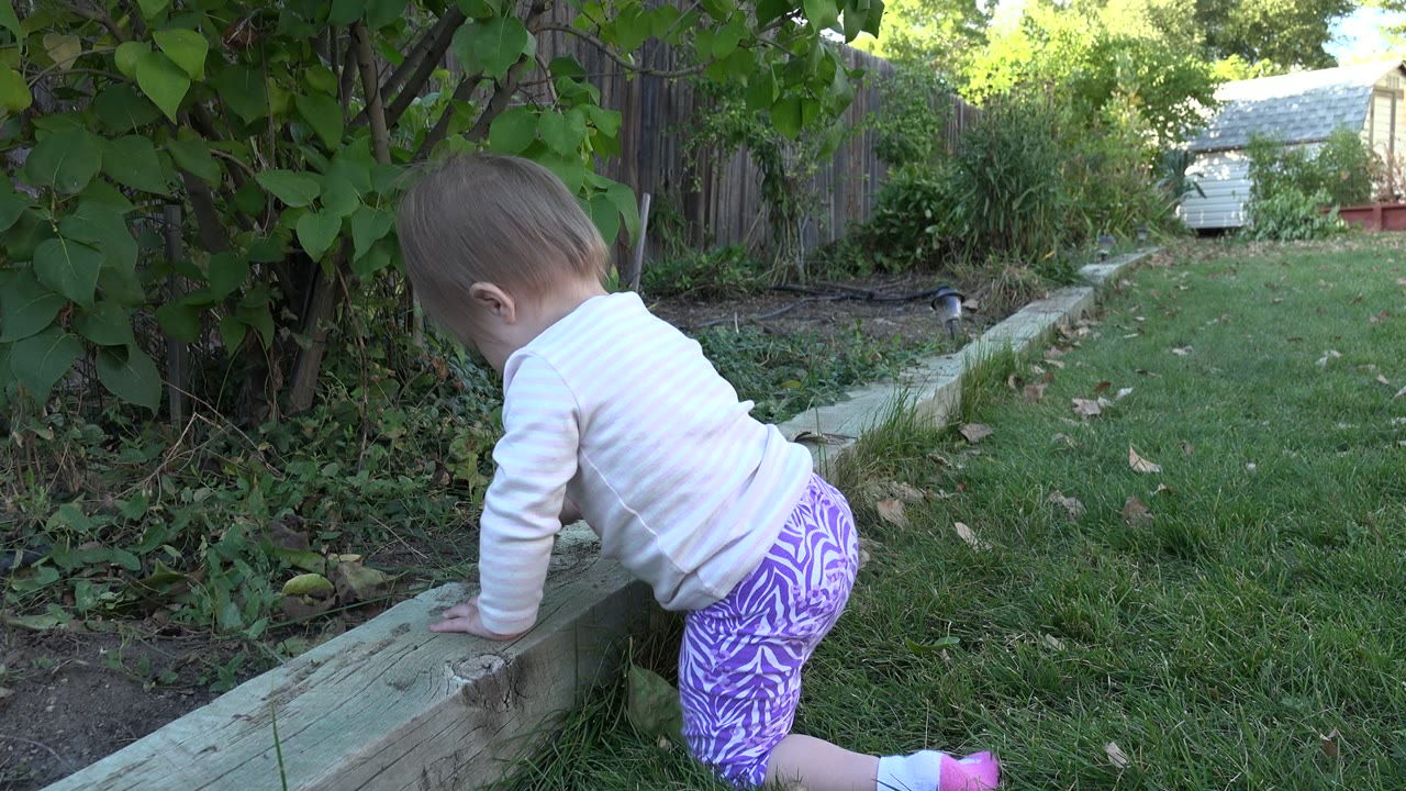 At 0:00 in Westminster, Colorado, a baby kneels beside a low wooden garden border with leafy plants, grass, dirt, and a fenced path behind her.