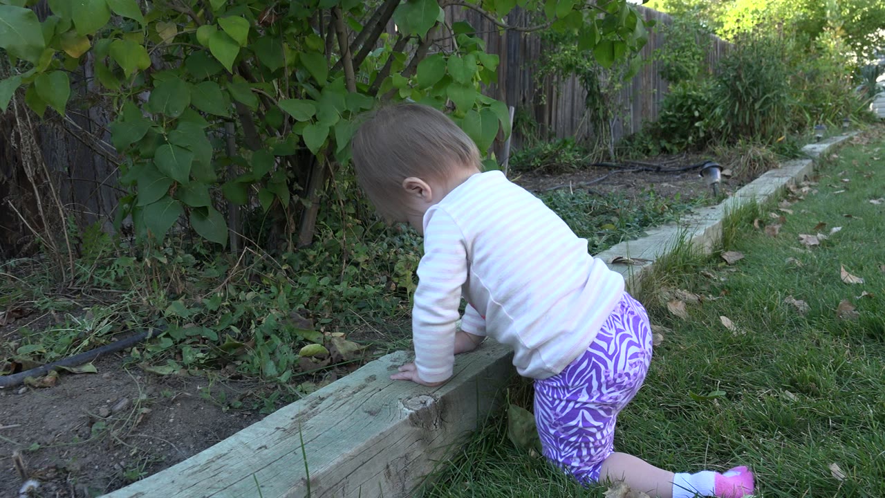 At 0:01 in Westminster, Colorado, the baby is bent forward with both hands on the timber edge, facing leafy groundcover and a dirt strip beside a fenced yard.