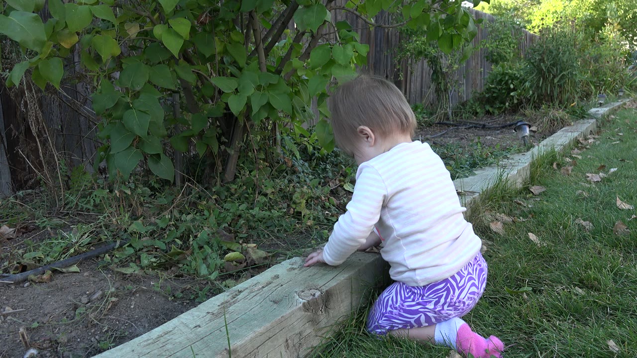 At 0:01, the child leans slightly forward with both hands near the wooden garden border, with leafy plants and a fence in the Westminster, Colorado backyard.
