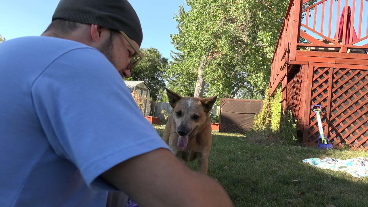 Man sitting on grass near a baby with a tan dog behind him in a backyard.