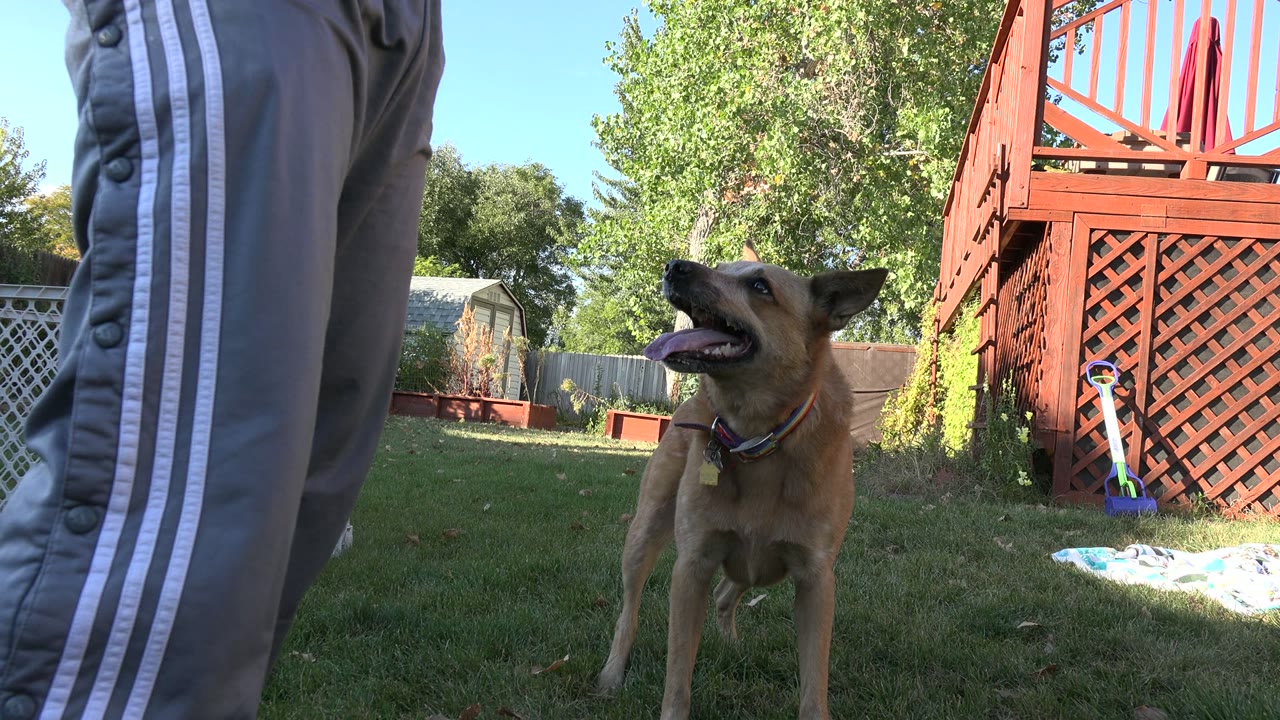 Brown dog looking up beside a person in grey track pants on grass.
