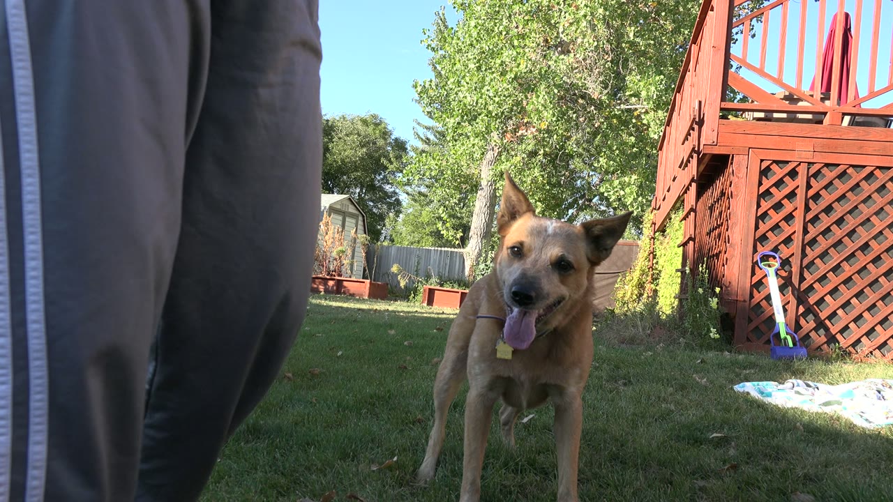 Brown dog faces forward with its tongue out while a person's grey pant legs frame the foreground in a Westminster, Colorado backyard.
