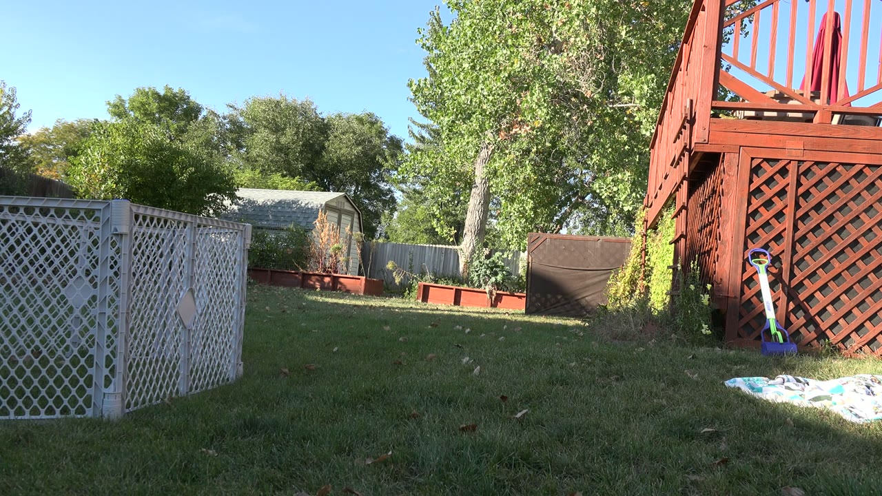 Ground-level view of a Westminster, Colorado backyard with grass, white lattice fencing, a red deck, trees, and no visible people before the dog enters frame.