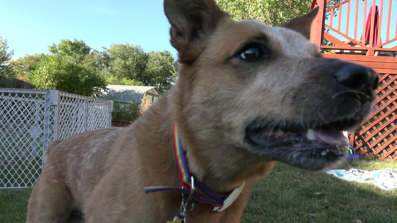 Close-up tan dog face near camera in backyard
