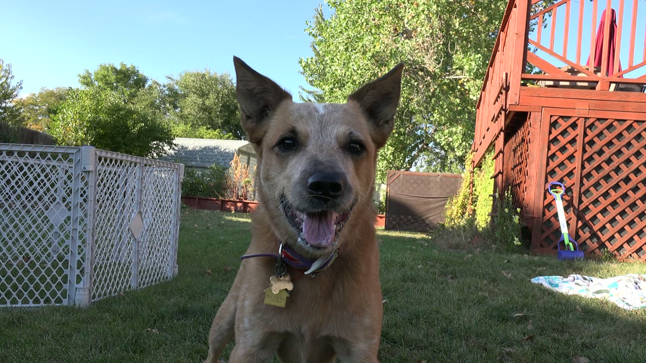 Tan dog close to camera in a sunny backyard.