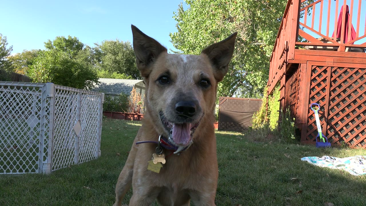 The tan dog faces the lens with its mouth open, framed by the white gate and red deck structure in the Westminster, Colorado yard, with no visible people.