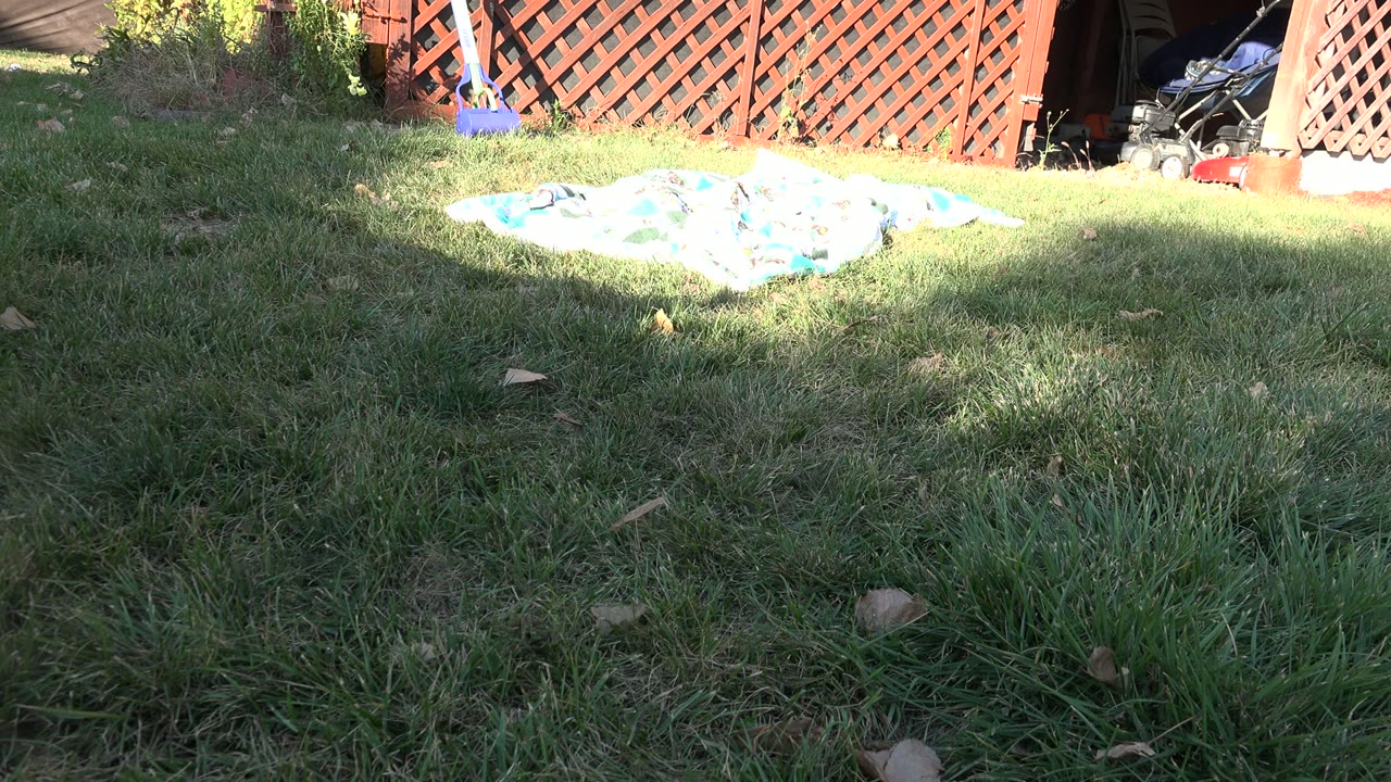 A low view in Westminster, Colorado shows the backyard lawn, bright patterned blanket, red lattice fence, yard toys, and no visible people in this frame.