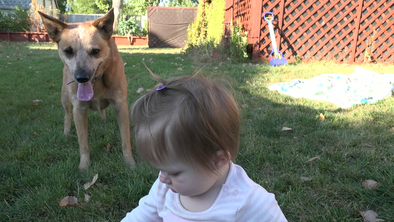 Toddler sitting in grass with a tan dog standing nearby.