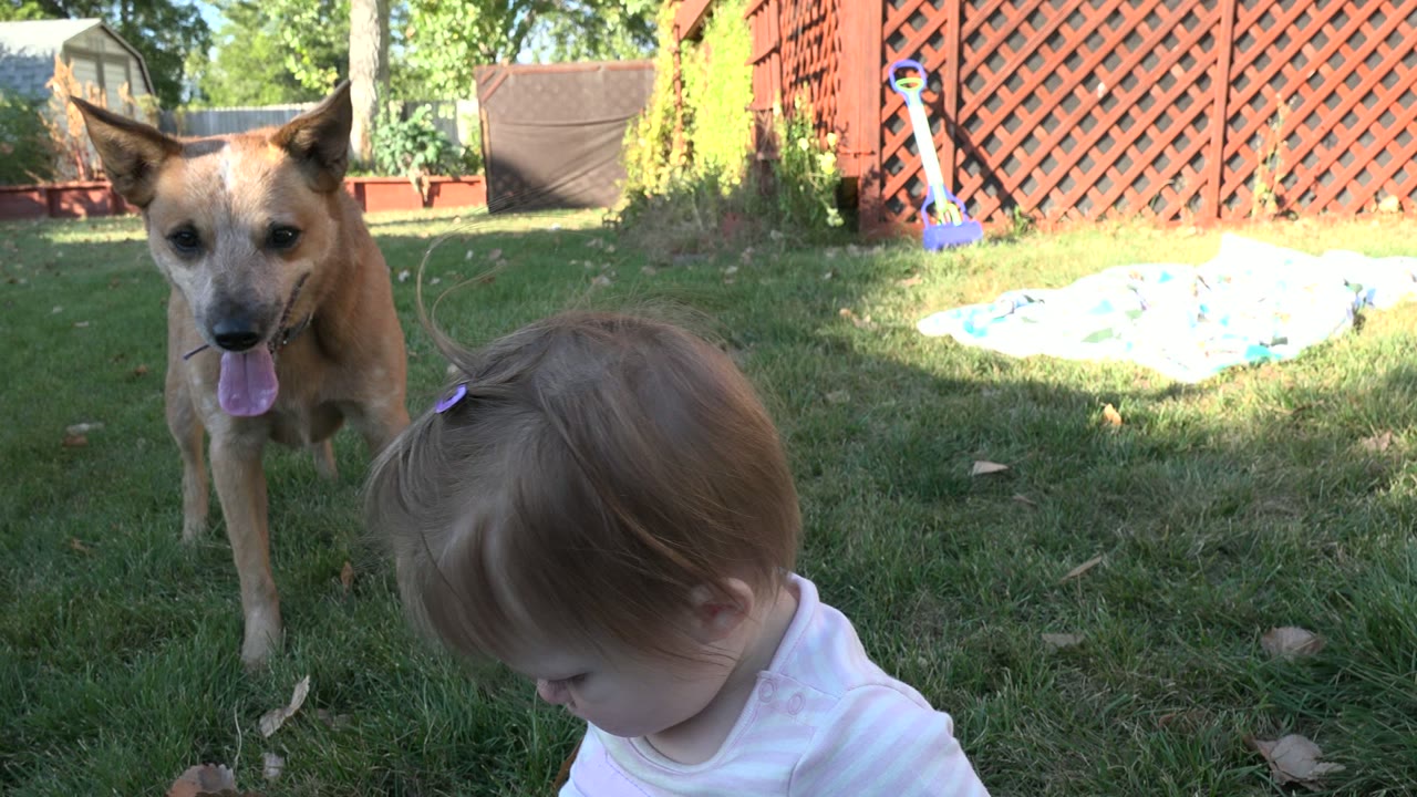 The toddler looks down toward the grass in the Westminster backyard while the tan dog remains centered behind her in partial shade.