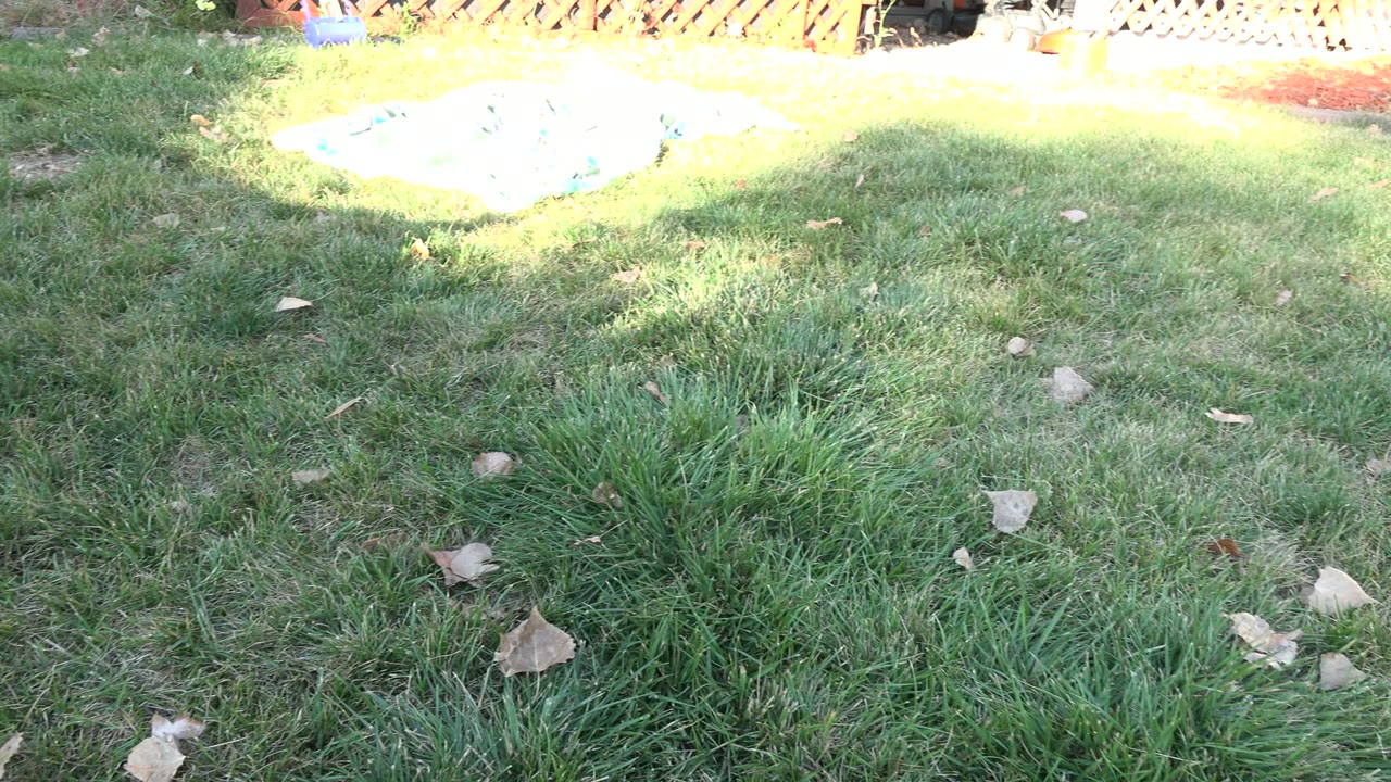 Grass lawn with dry leaves and bright sun near a fence.