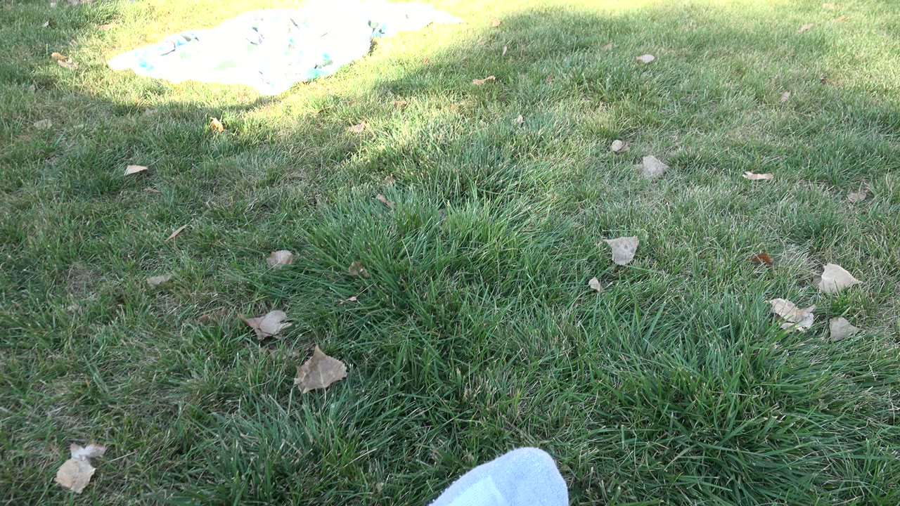 A low Westminster, Colorado lawn view shows dense green grass, scattered tan leaves, shadowed foreground, and a bright overexposed patch near the fence line, no visible people.