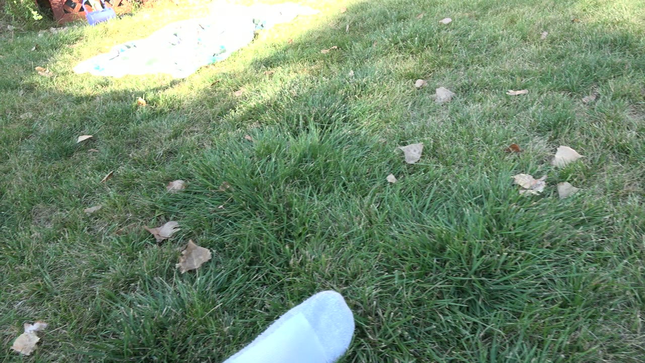 The Westminster, Colorado backyard lawn fills the frame while a white sock tip appears at the lower edge, with dry leaves in the grass and bright light near the upper yard.
