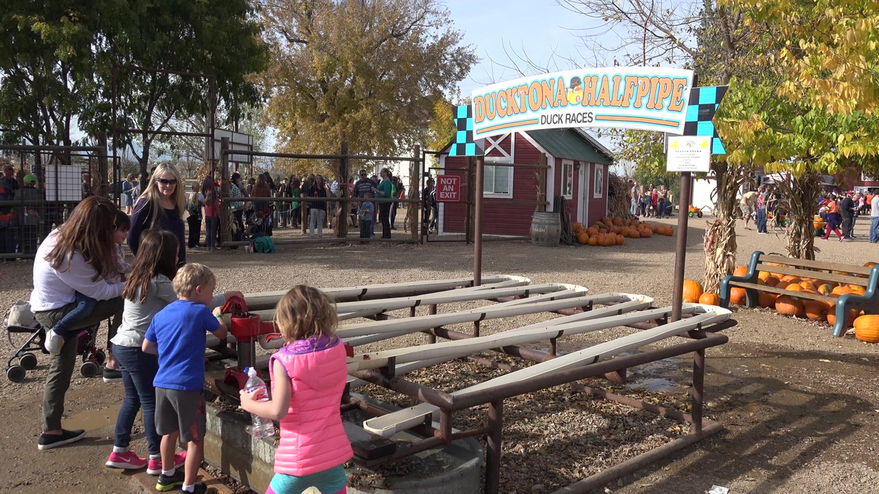 A group of children and two adults remain at the left of the raised platform in Brighton, Colorado, while the Ducktona Halfpipe sign and pumpkin display sit in the background.