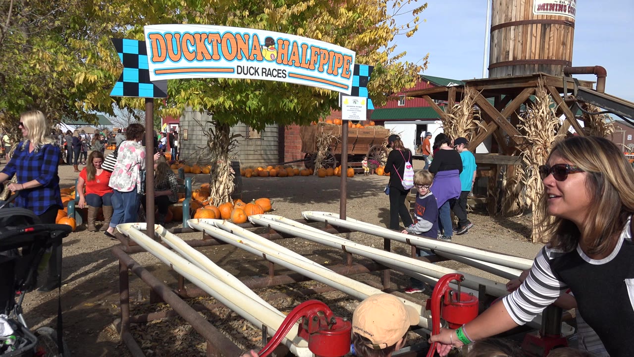 Adults and children at a duck race attraction with pipe lanes and pumpkins.
