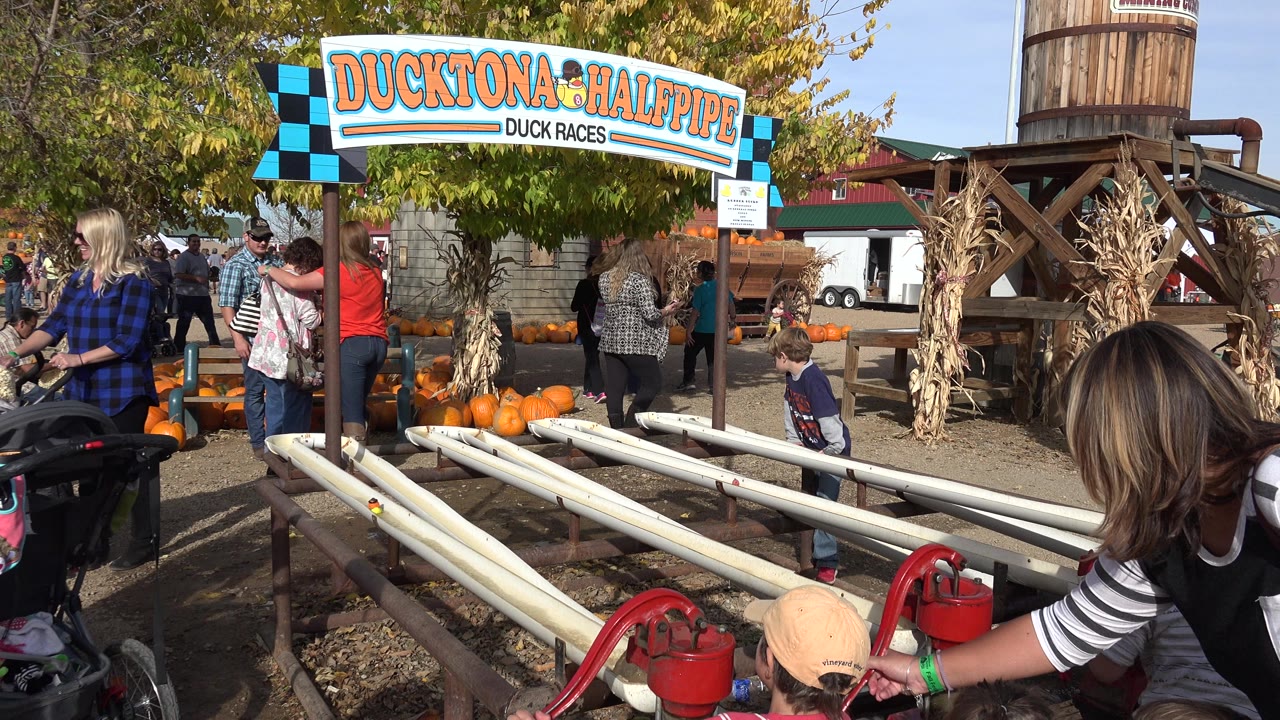 At 0:00 in Brighton, Colorado, children and adults stand around a Ducktona Halfpipe duck race setup with white lanes, pumpkins, strollers, and a wooden water-tower structure.