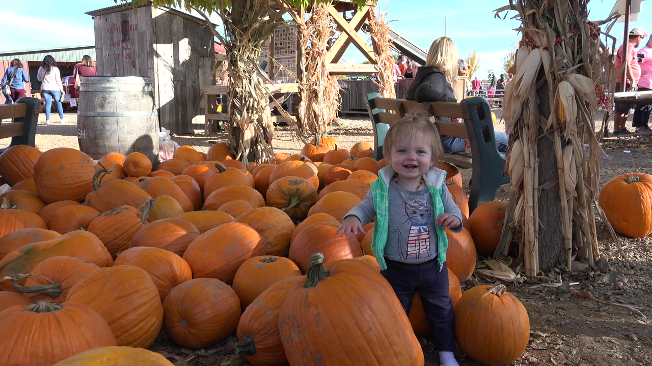 The girl stands slightly right of center at the Brighton, Colorado pumpkin sale, framed by a dense foreground of pumpkins and a bundle of dry corn stalks.