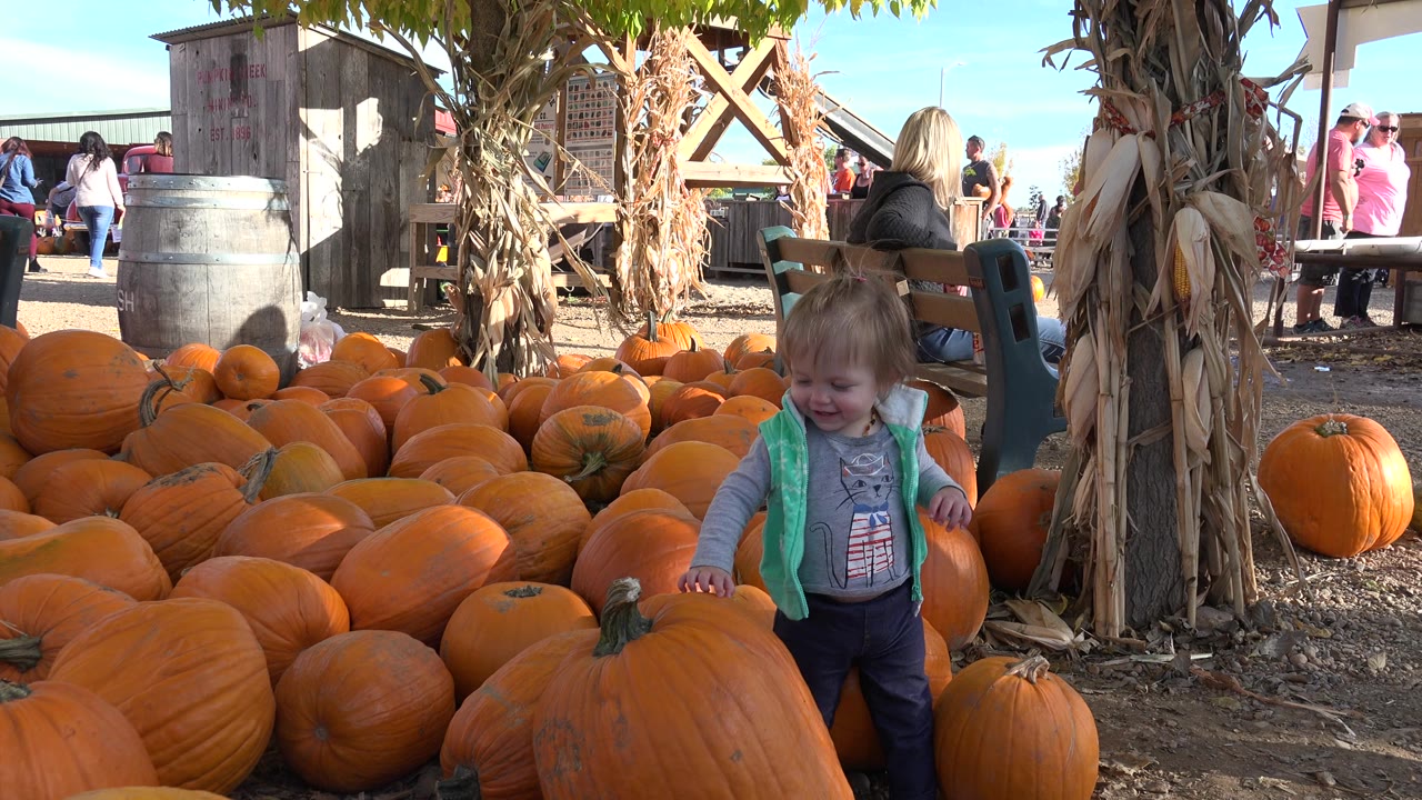 The child looks down toward a large foreground pumpkin in Brighton, Colorado, with smaller pumpkins spread behind her and farm visitors near the fence line.