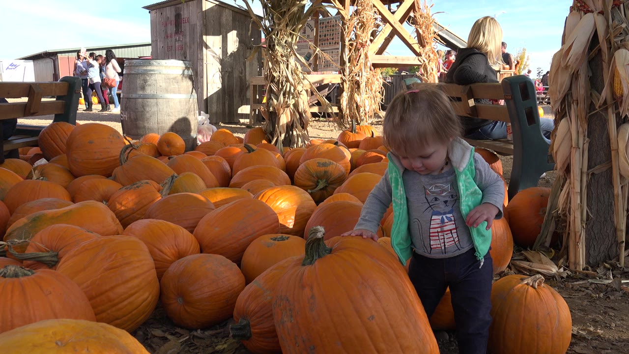 Toddler standing beside large pumpkins at a pumpkin patch.