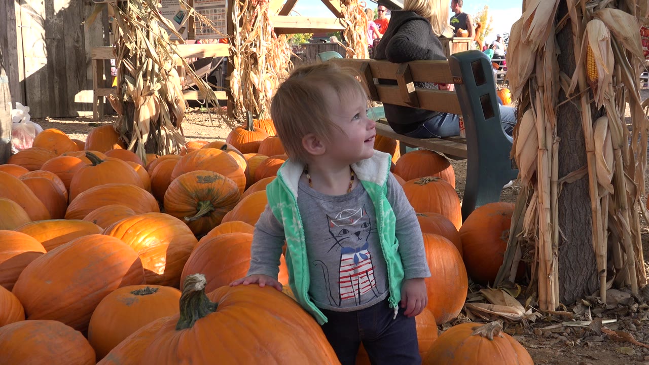 A toddler boy in a green vest stands beside a large pumpkin in a Brighton, Colorado market display, with orange pumpkins, dried corn stalks, and seated adults behind him.
