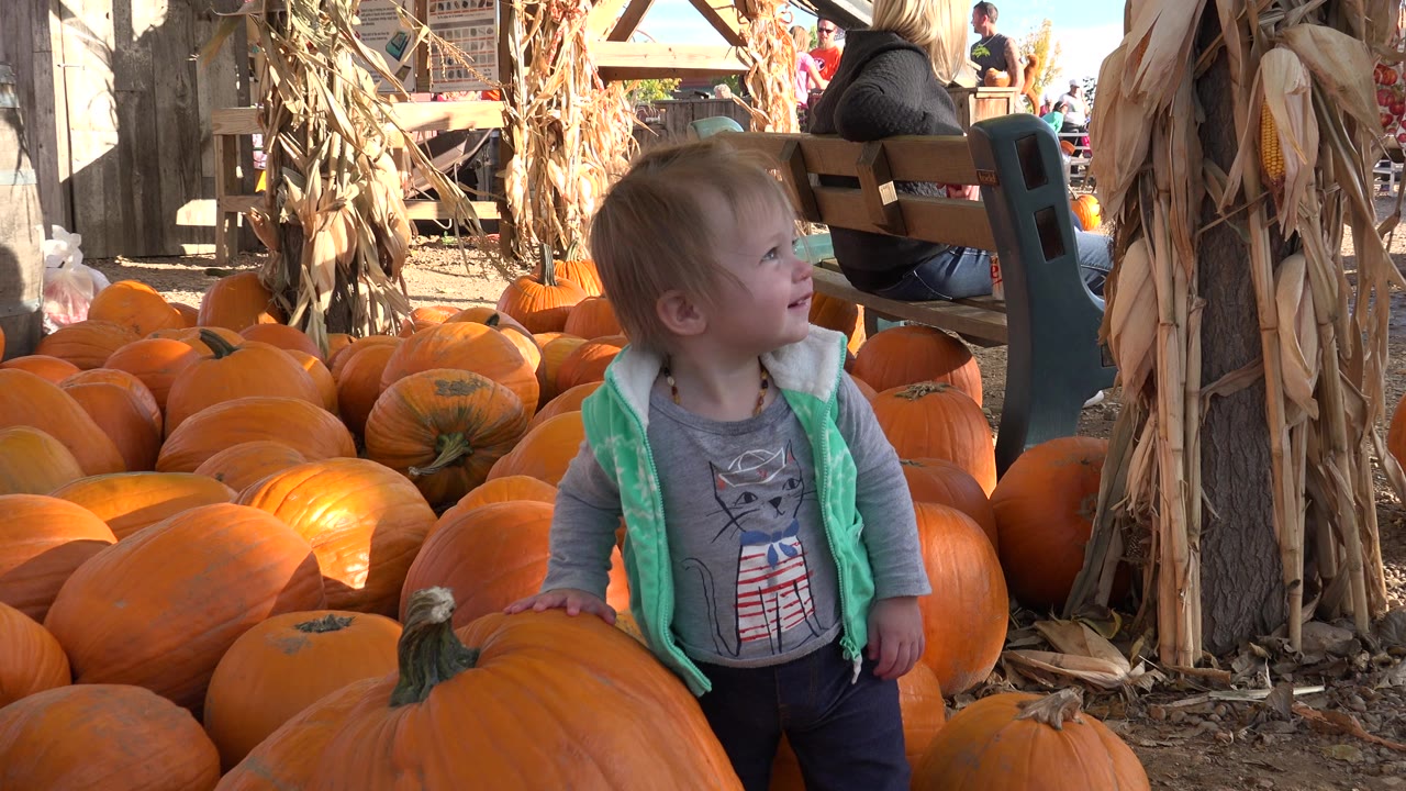 Toddler boy looking upward among rows of pumpkins.