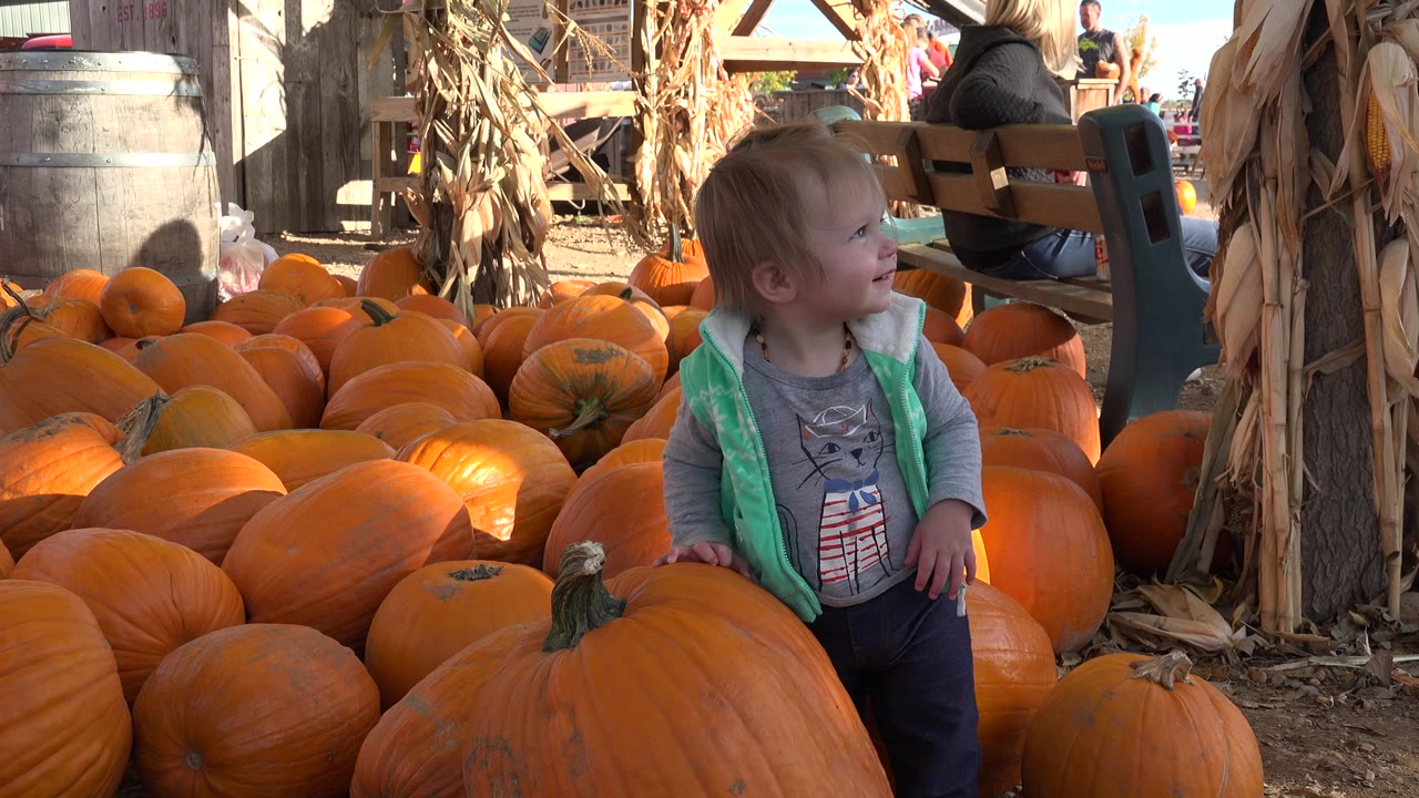 Young child standing beside large orange pumpkins at a fall display.