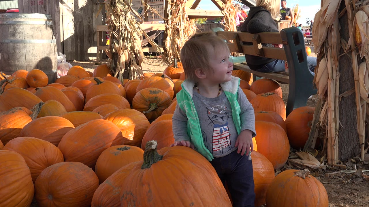 The child looks off to the right while standing in front of rows of orange pumpkins at the Brighton, Colorado fall display.