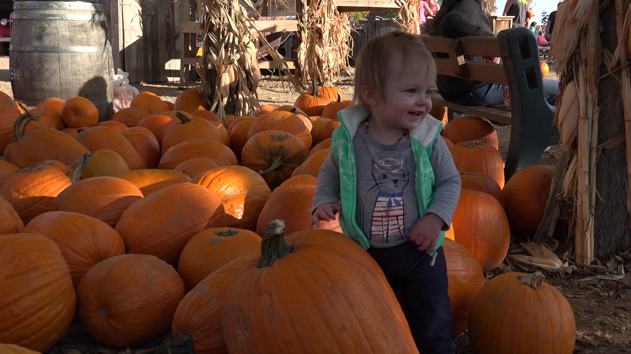 A young girl in a mint green vest stands beside a large foreground pumpkin at a Brighton, Colorado pumpkin sale, with rows of orange pumpkins and corn stalks behind her.