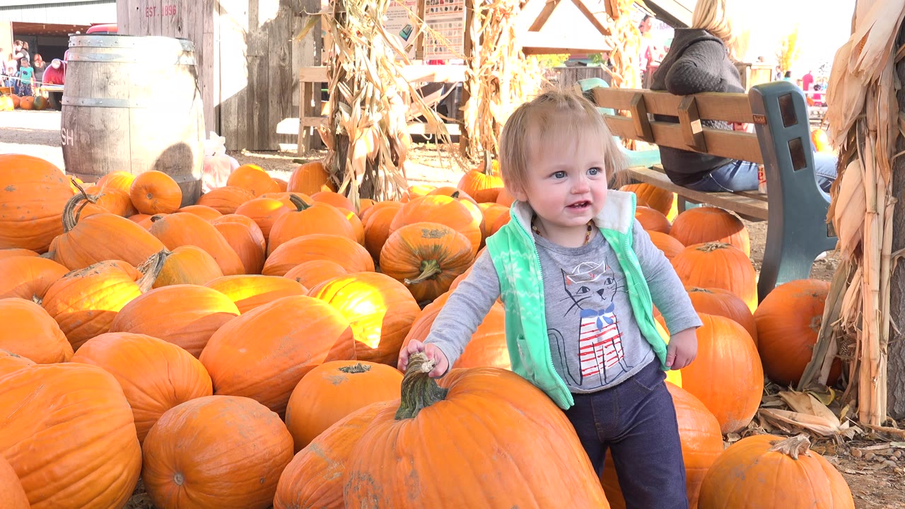 Toddler girl standing beside large pumpkins at a farm display.