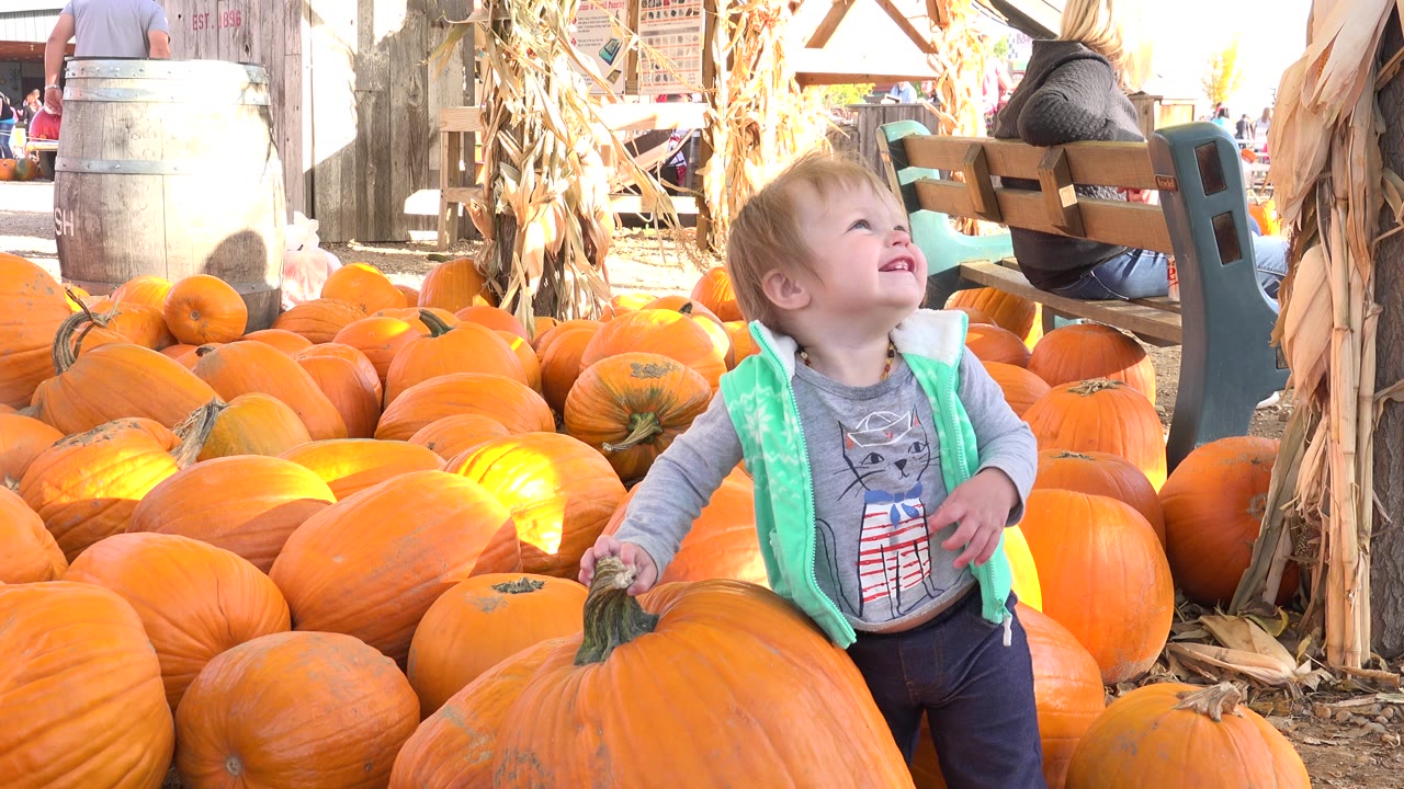 Toddler in a green vest standing among orange pumpkins.