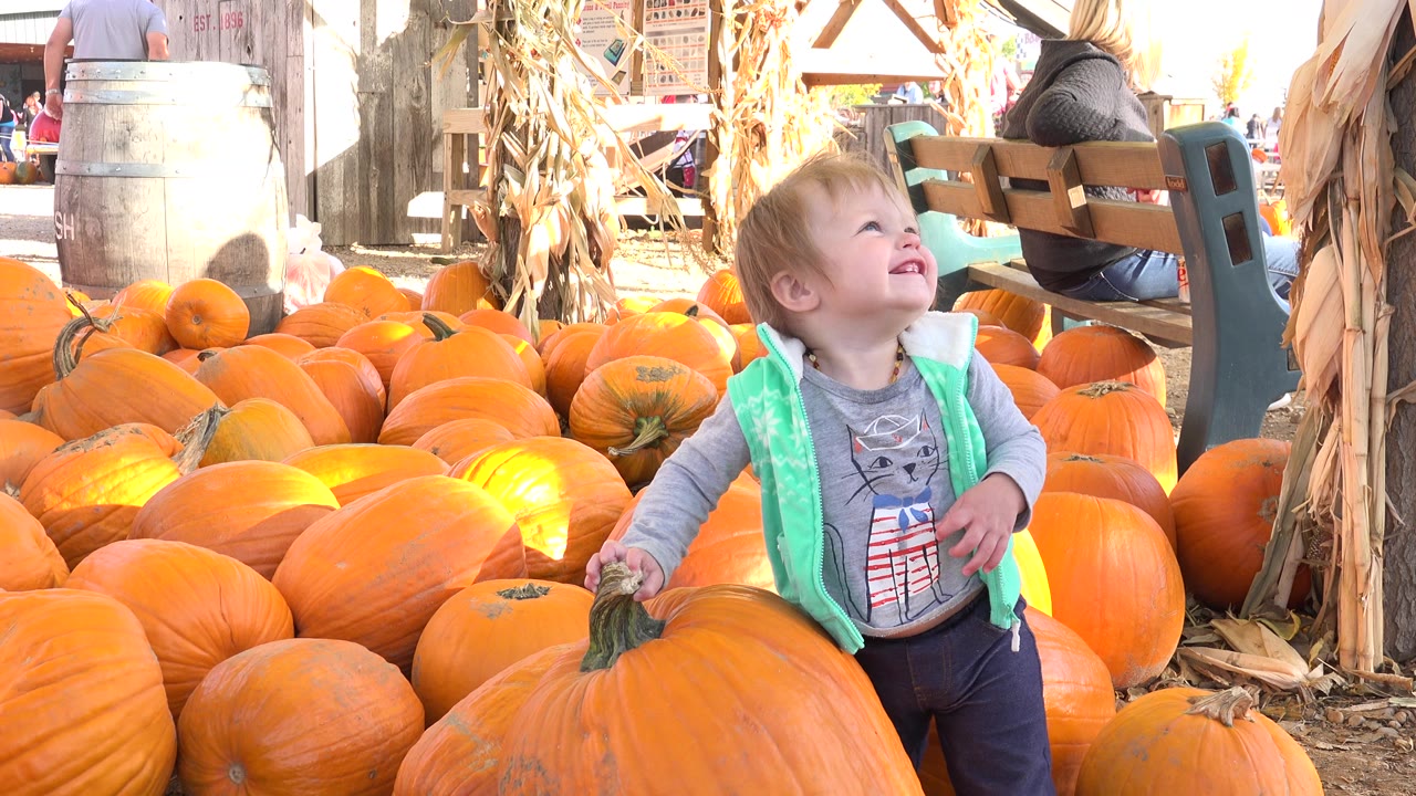 The child stands near the center of the Brighton, Colorado frame with one hand on a pumpkin stem and bright orange pumpkins filling the foreground.