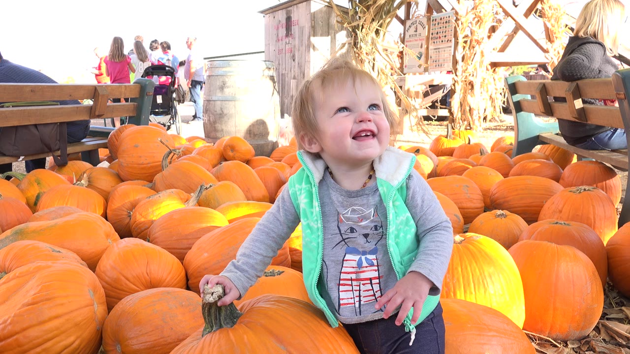 The toddler looks upward while holding a pumpkin stem in a Brighton, Colorado pumpkin patch scene with rows of pumpkins filling the foreground.