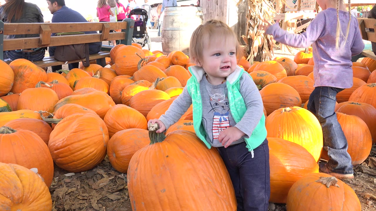 Toddler standing beside a large pumpkin in a pumpkin patch.