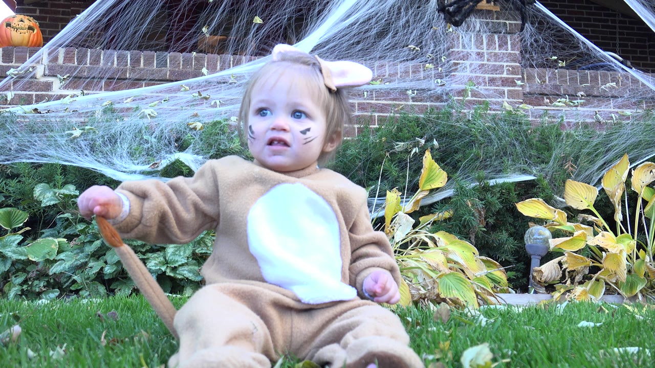 At 0:00, a baby girl in a tan lion costume sits on green grass in a Westminster, Colorado backyard with Halloween webbing and pumpkins behind her.